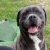 GOLIA - 5 Anni (nato a Luglio del 2020)  - Simil Cane Corso - Taglia: Grande  - Carattere: Dolce, equilibrato Foto 4